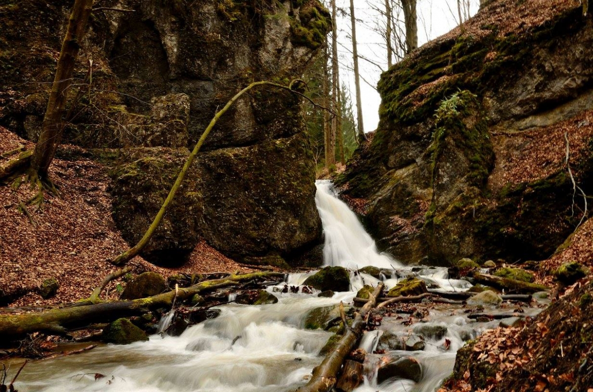 kraliky marec (2)