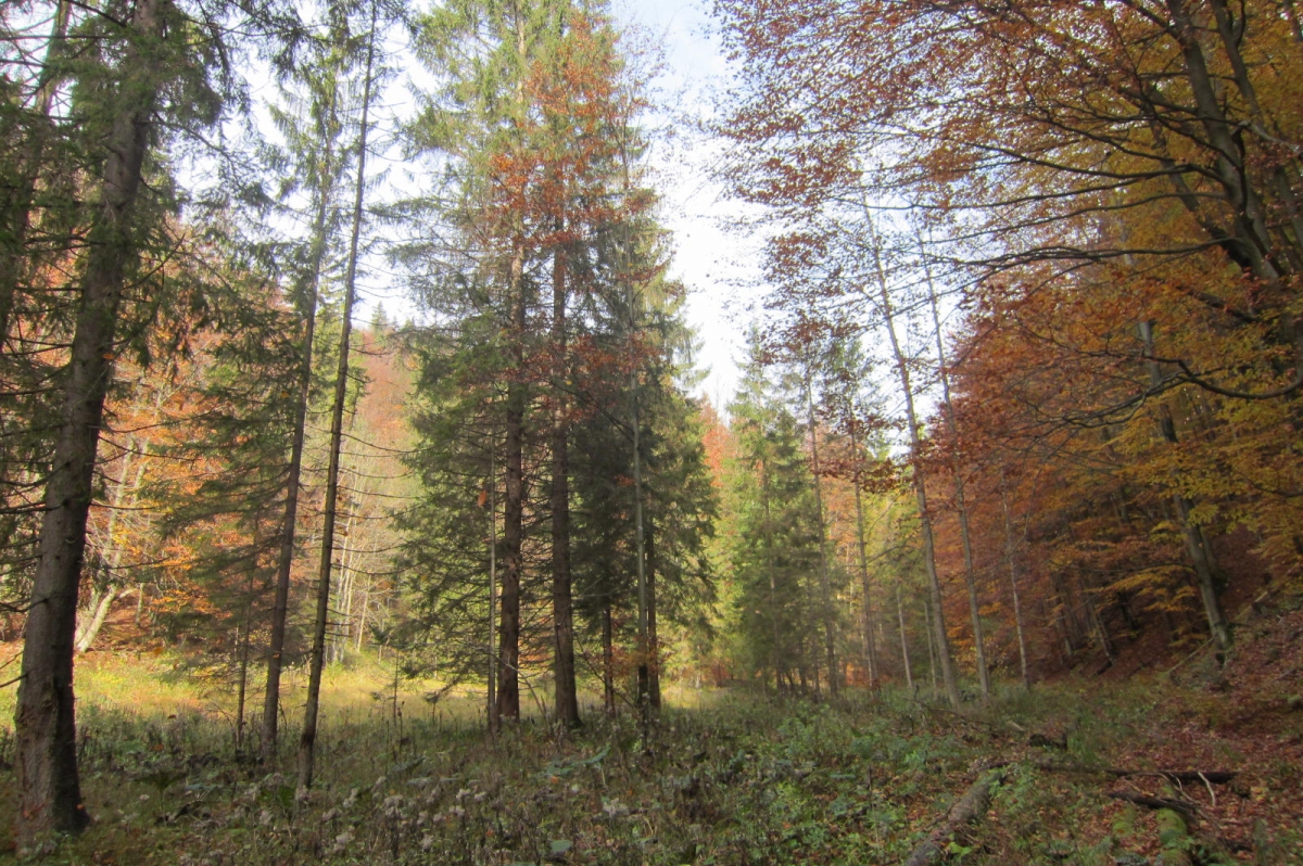 rakytovo (1) 